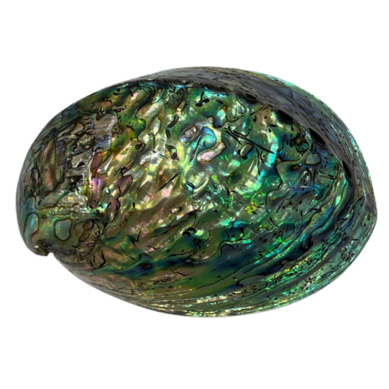 Conchiglia abalone 12 cm