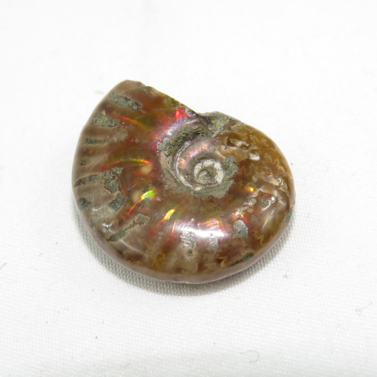 Ammonite fossile opalizzata