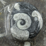 Piatto ammonite